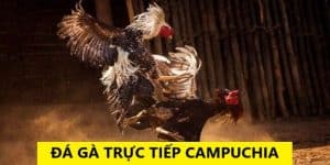 Đá gà trực tiếp Campuchia 88clb