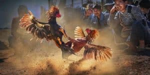 Đá gà cựa sắt