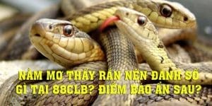 Nằm mơ thấy rắn 88CLB